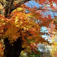 Tsukiyama, which has a large tree of autumn leaves, turns red in the fall