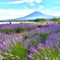 富士山とラベンダーの美しいマッチング