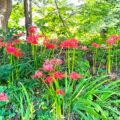 今年も鮮やかな曼珠沙華