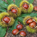 今年も立派な栗を収穫🌰